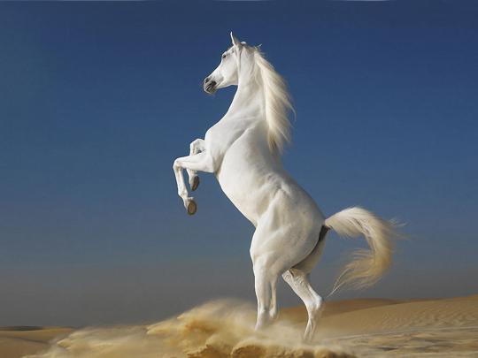 White-Horse-standing two feet-desktop wallpaper full screen 