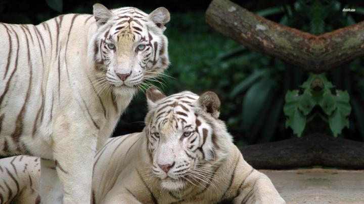 White Tiger Wallpapers Images Photos Pictures Backgrounds