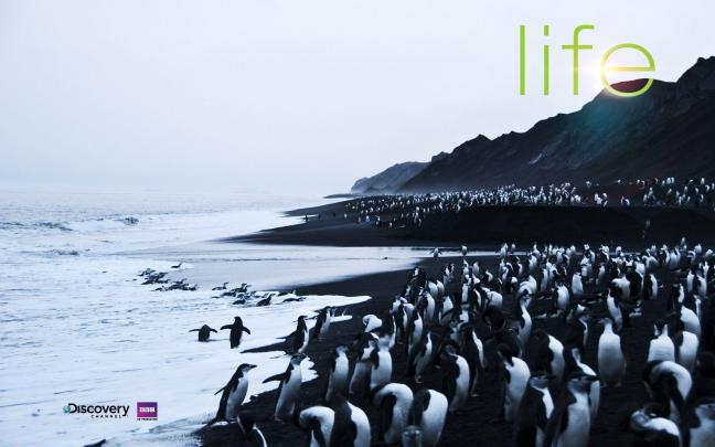 Discovery Channel Wallpapers
