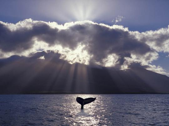 Download Discovery Channel HD Wallpapers Gallery
