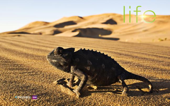 Download Discovery Channel HD Wallpapers Gallery