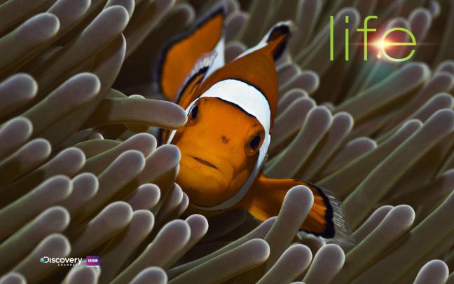 Discovery Channel Wallpapers