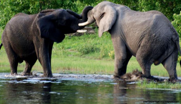Discovery Channel Animals Attack | Wallpapers Gallery