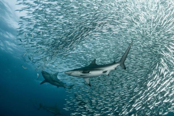 Discovery Channel Wallpapers