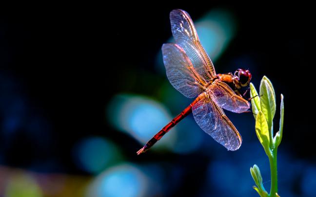Dragonfly HD Wallpapers