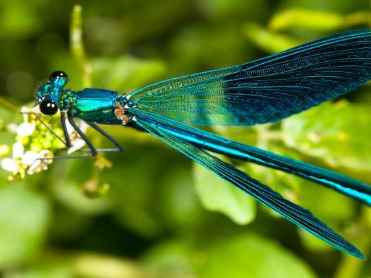 Dragonfly Wallpapers HD
