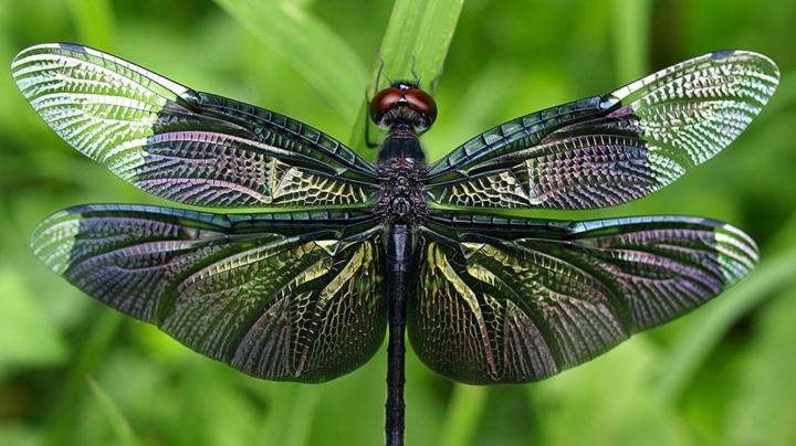 Dragonfly HD Wallpapers