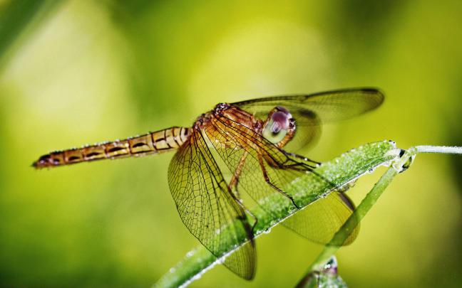 wallpapers: Dragonfly Wallpapers