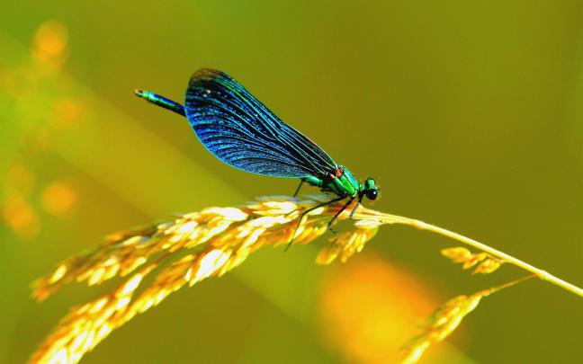 DragonfLy Wallpaper (68+ images)