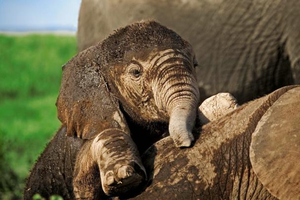 Elephant Desktop Wallpaper (77+ images)