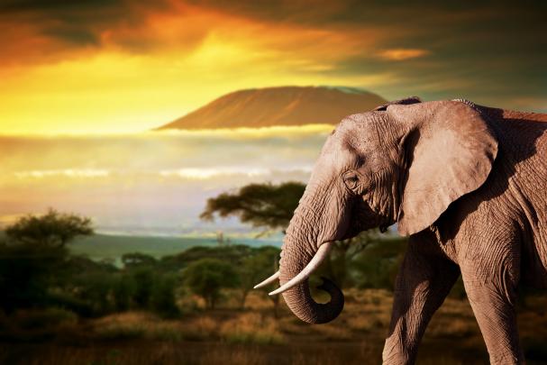 elephant, Animals Wallpapers HD \/ Desktop and Mobile Backgrounds
