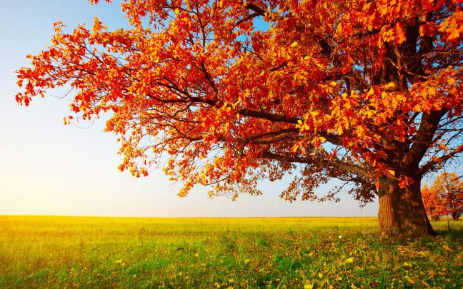 [45+] Autumn HD Widescreen Wallpaper 