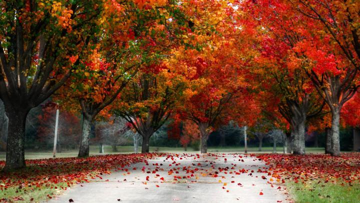 Fall Trees Wallpaper \u00b7\u2460 