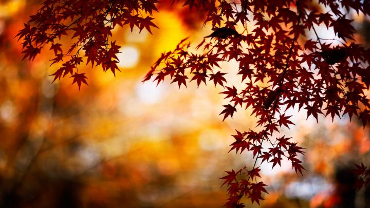 Fall Wallpapers HD