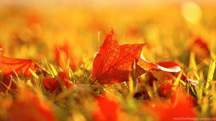 Fall Widescreen Beautiful Desktop Backgrounds HD Wallpapers  Desktop 