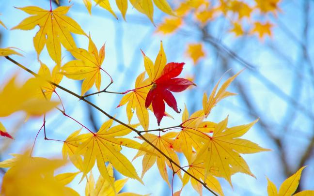 Autumn HD Widescreen Wallpaper (71+ images)