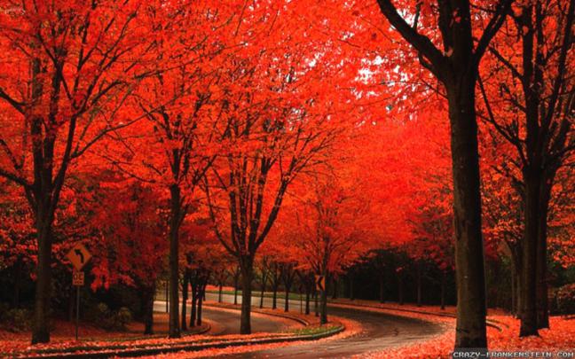 Autumn wallpaper Widescreen \u00b7\u2460 Download free amazing High Resolution 