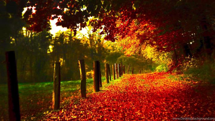High Resolution Autumn Fall Leaves Wallpapers HD 20 Full Size 