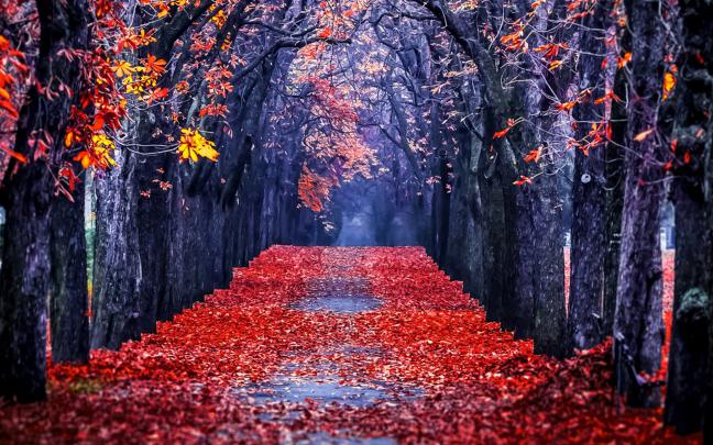 Autumn Park Wallpaper for Widescreen Desktop PC 1920x1080 Full HD