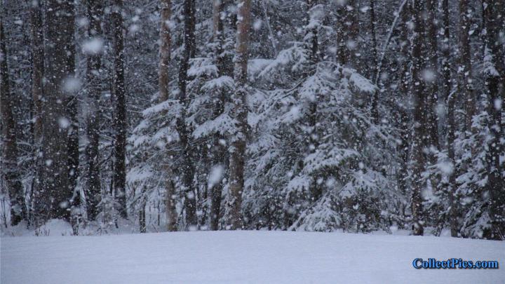 Live Snow Falling Wallpaper (54+ images)