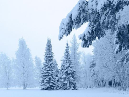 Free download Snow Fall Live Wallpaper Android Apps on Google Play 