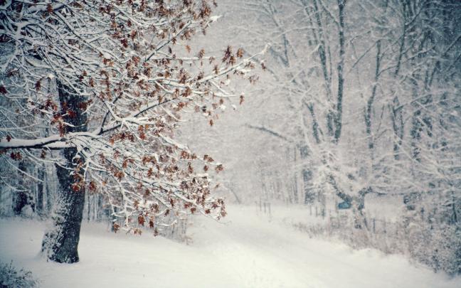 Falling Snow HD wallpaper | HD Latest Wallpapers