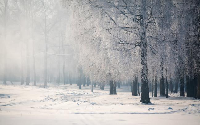 Snow Falling HD desktop wallpaper : High Definition : Fullscreen 1920x1200