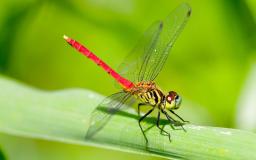 Dragonfly Wallpaper Desktop