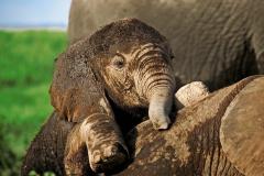 Elephant Wallpaper Desktop Free Download