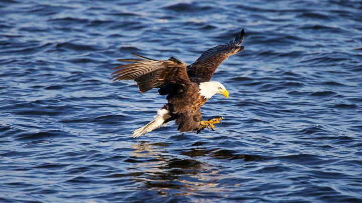 HD Eagle 4K Wallpapers - Top Free HD Eagle 4K Backgrounds - WallpaperAccess