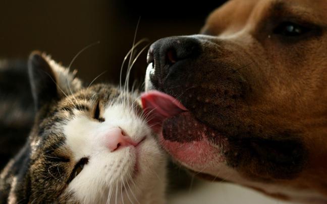 Cat And Dog Wallpapers
