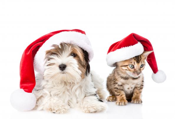 Cat \u0026 Dog Wallpapers, Pictures, Images