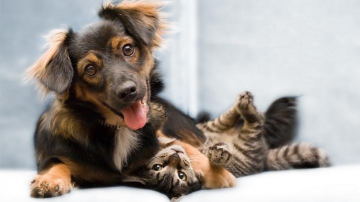 Cats Dogs Wallpaper Desktop (51+ images)
