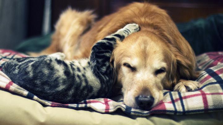 Cat and Dog Wallpaper \u00b7\u2460 