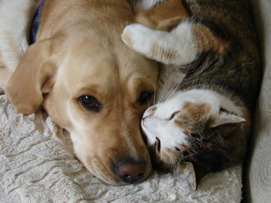 Cat And Dog Friendship Wallpapers High Quality | Download Free