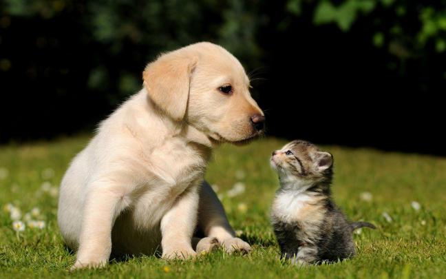 Cat And Dog Wallpapers