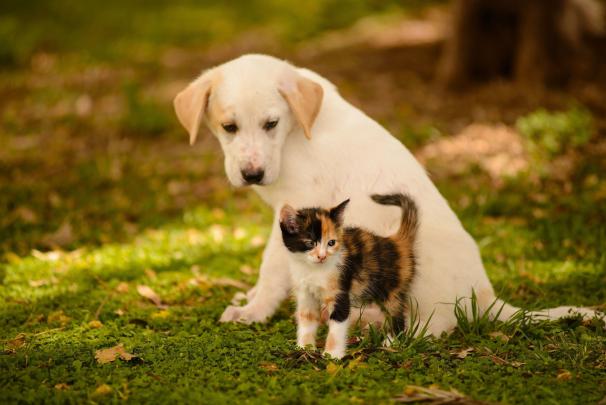Cats and Dogs Wallpapers - Top Free Cats and Dogs Backgrounds 