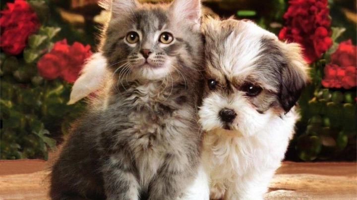 Cat And Dog Wallpapers