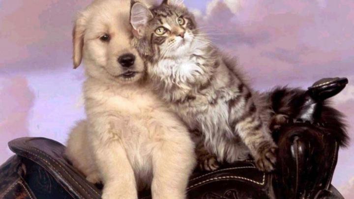 Cat and Dog Wallpapers (63+ background pictures)