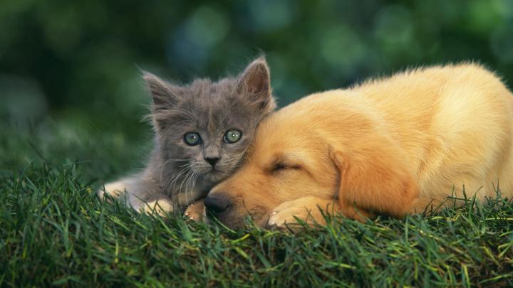 Cats Dogs Wallpaper Desktop (51+ images)