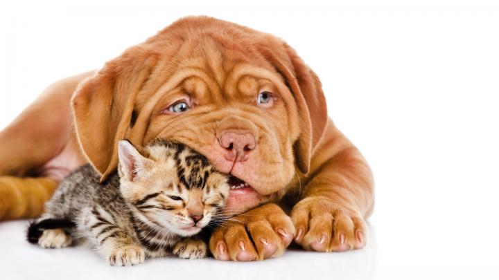 Cat And Dog Friendship Wallpapers High Quality | Download Free