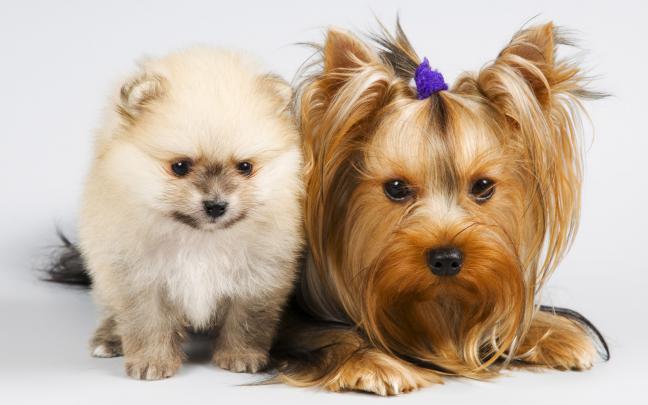 Cat and Dog Wallpaper \u00b7\u2460 