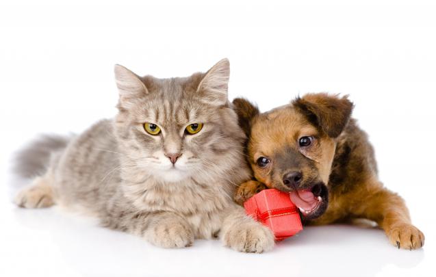 Cat \u0026 Dog Wallpapers Backgrounds