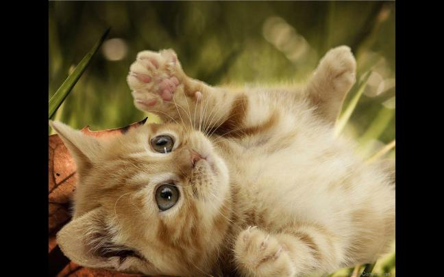 Cat And Dog Wallpapers