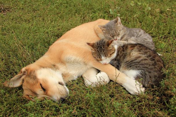 animals, Dog, Cat Wallpapers HD \/ Desktop and Mobile Backgrounds