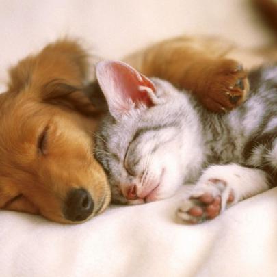 10 Top Cats And Dog Wallpapers FULL HD 1920\u00d71080 For PC Desktop 2020