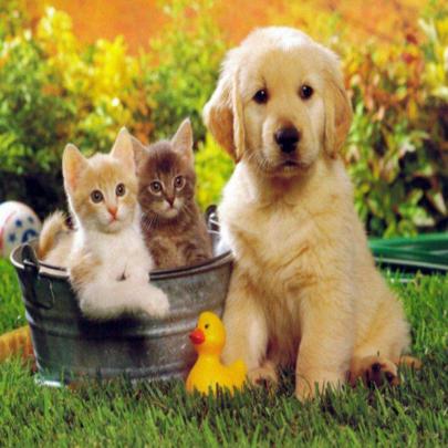 Cat And Dog Wallpapers