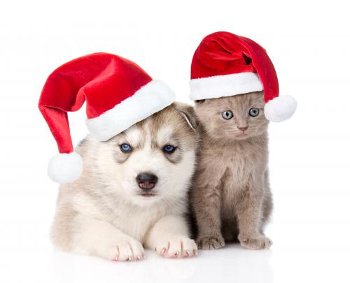 Cat \u0026 Dog Wallpapers, Pictures, Images