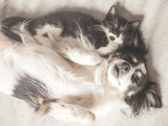 Cat \u0026 Dog Wallpapers, Pictures, Images