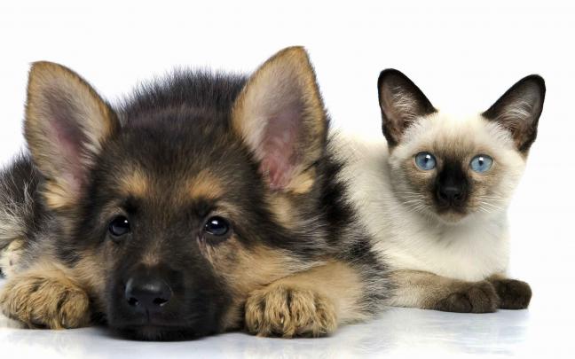 cat dog puppies Wallpapers HD \/ Desktop and Mobile Backgrounds
